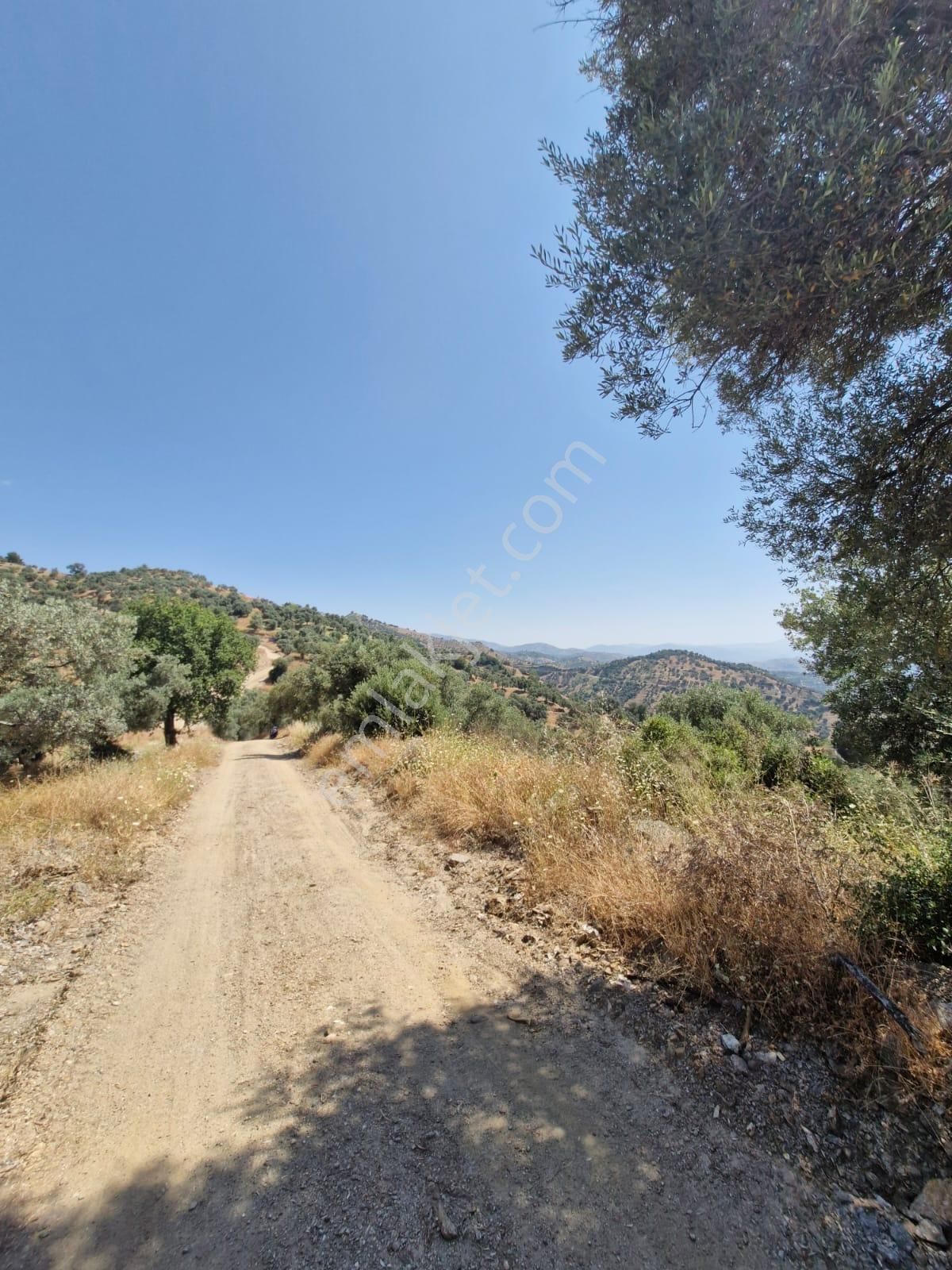 Satılık Zeytinlik Yaylapınar - Görsel 2