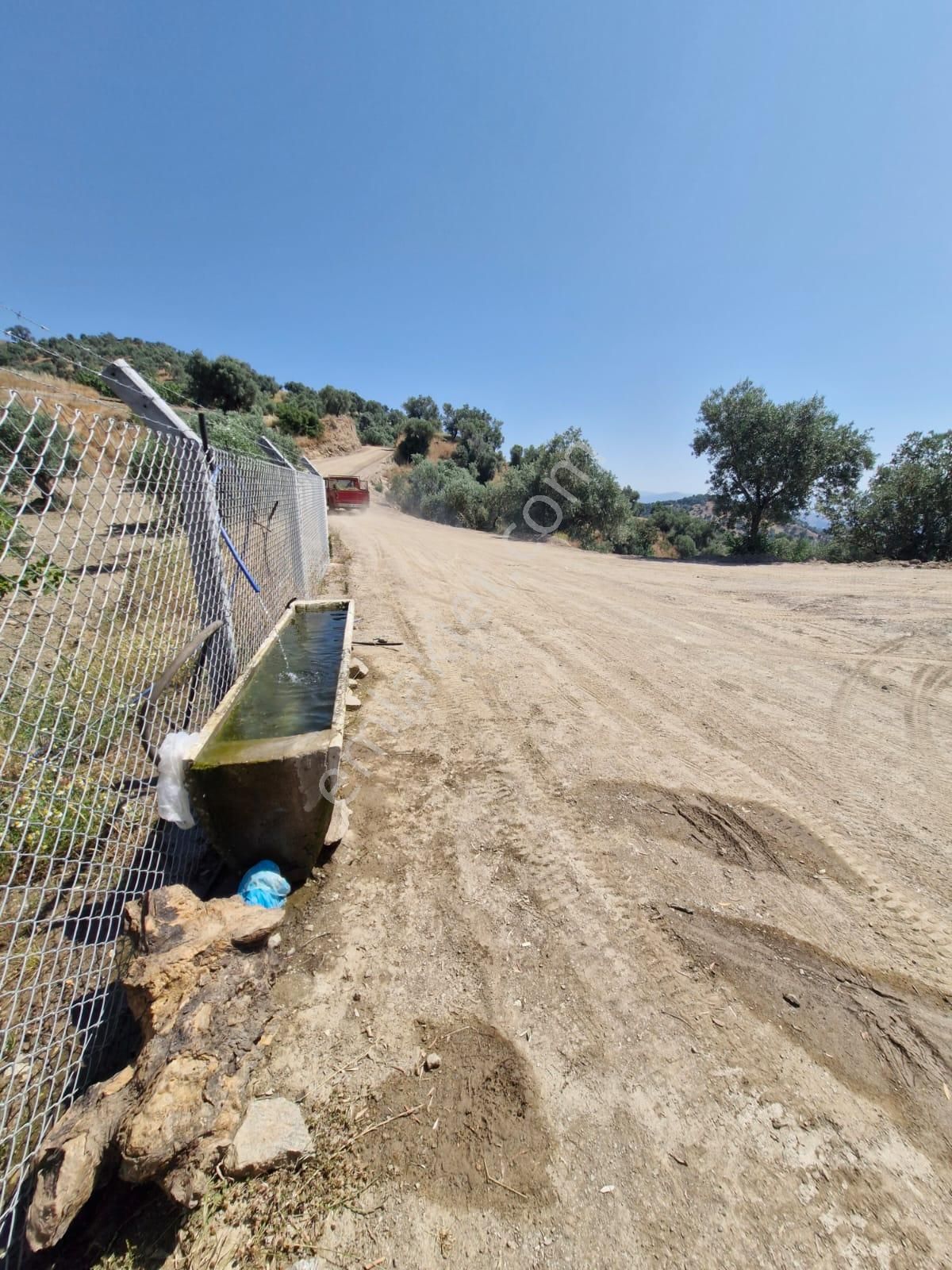 Satılık Zeytinlik Yaylapınar - Görsel 18