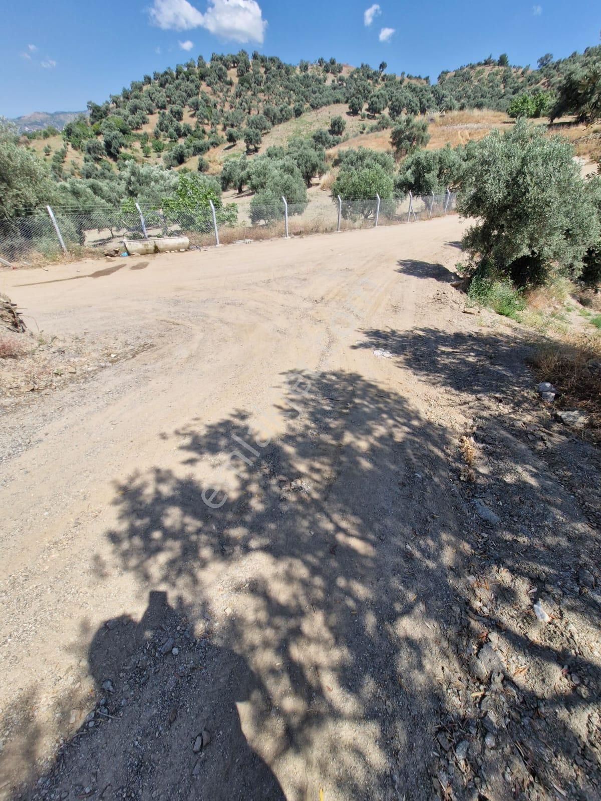 Satılık Zeytinlik Yaylapınar - Görsel 4