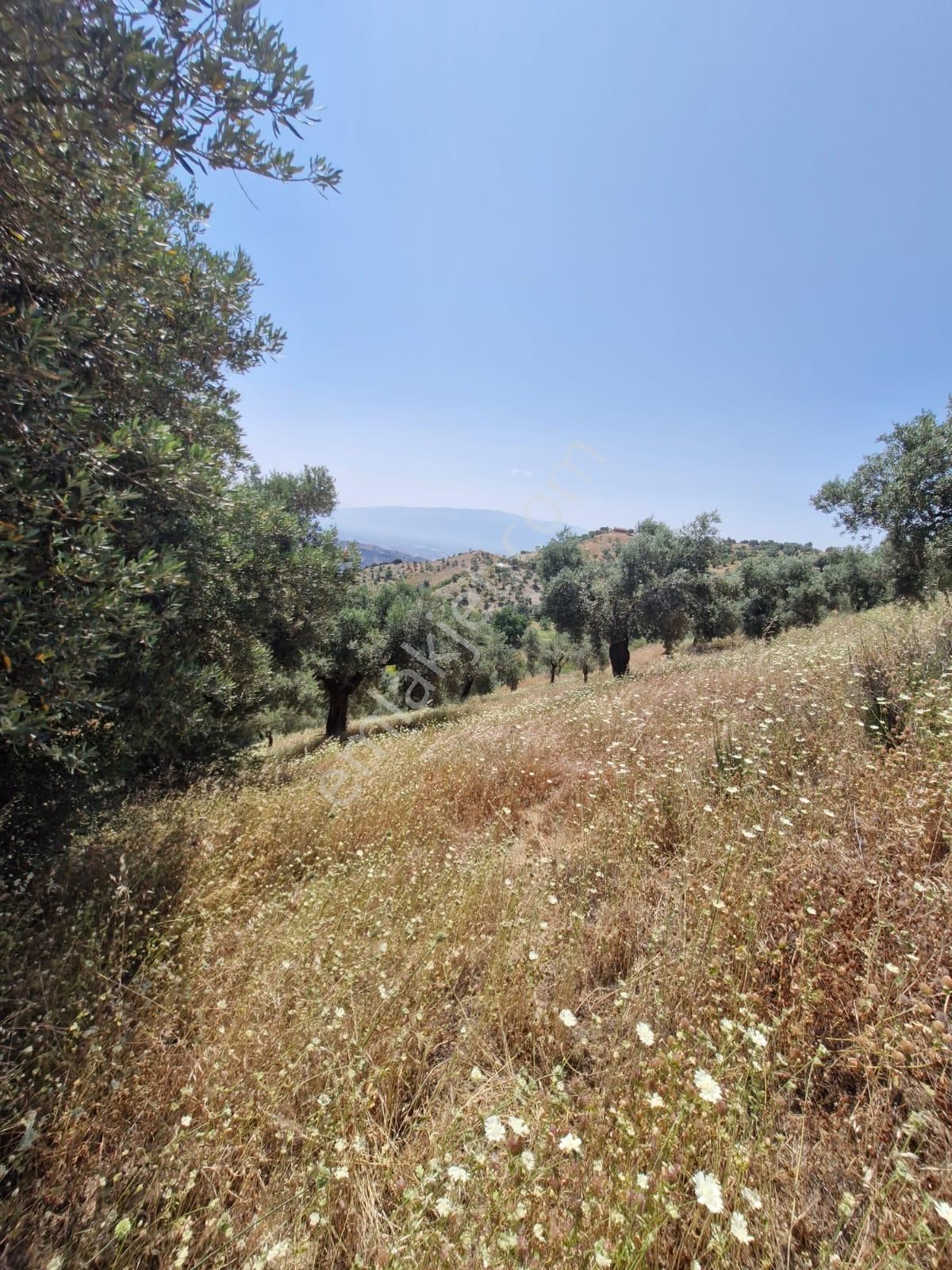 Satılık Zeytinlik Yaylapınar - Görsel 6