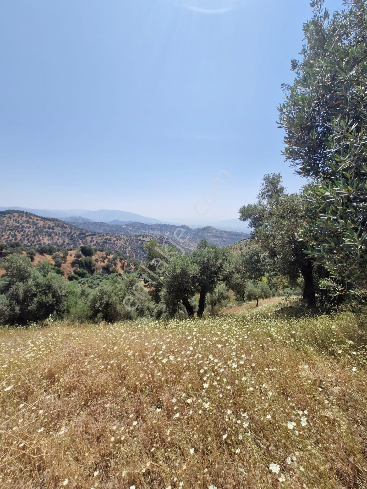 Satılık Zeytinlik Yaylapınar - Görsel 24