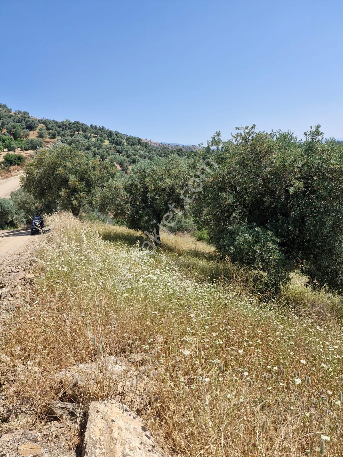 Satılık Zeytinlik Yaylapınar - Görsel 11
