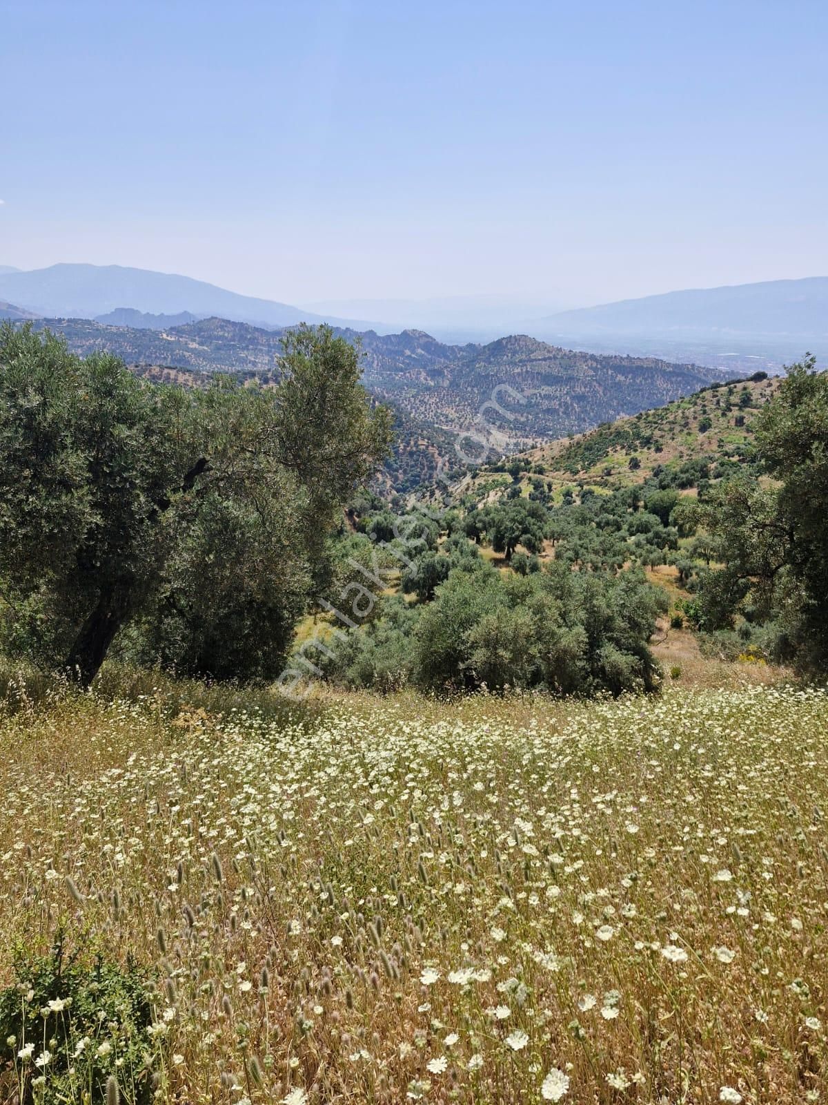 Satılık Zeytinlik Yaylapınar - Görsel 5