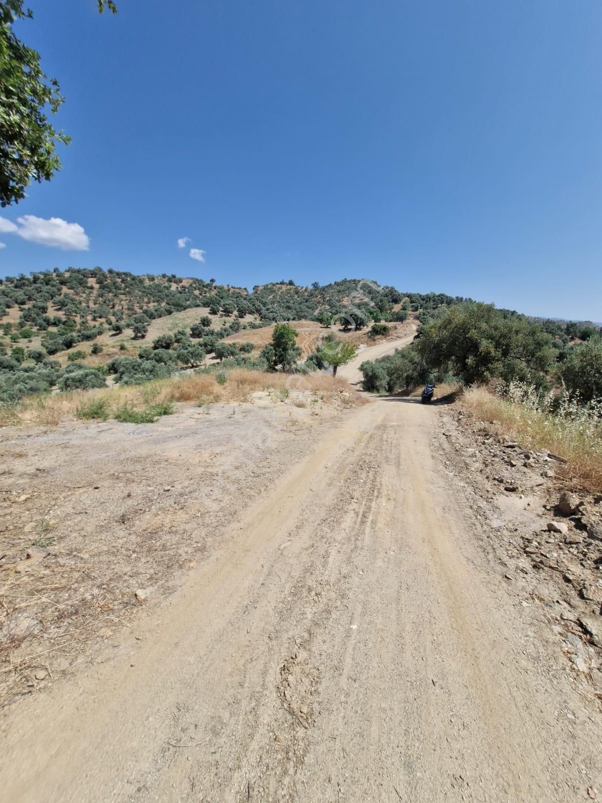 Satılık Zeytinlik Yaylapınar - Görsel 26