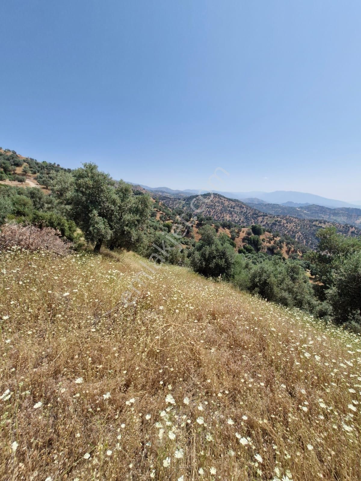 Satılık Zeytinlik Yaylapınar - Görsel 7