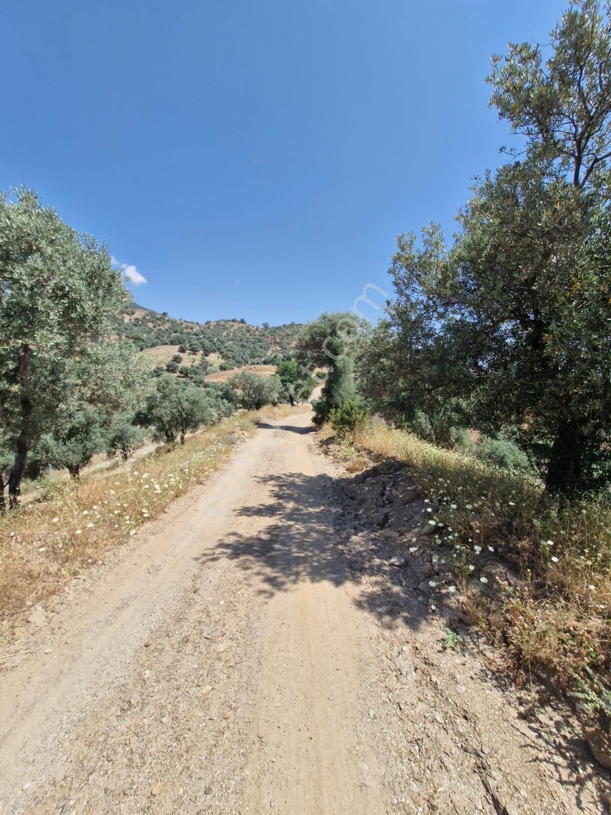 Satılık Zeytinlik Yaylapınar - Görsel 29