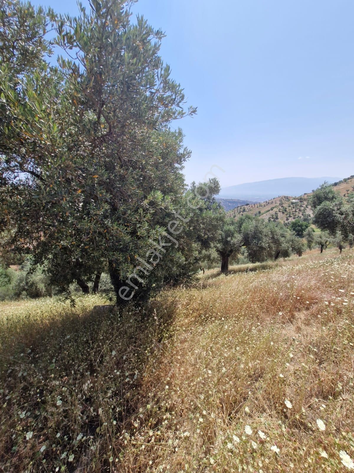 Satılık Zeytinlik Yaylapınar - Görsel 28