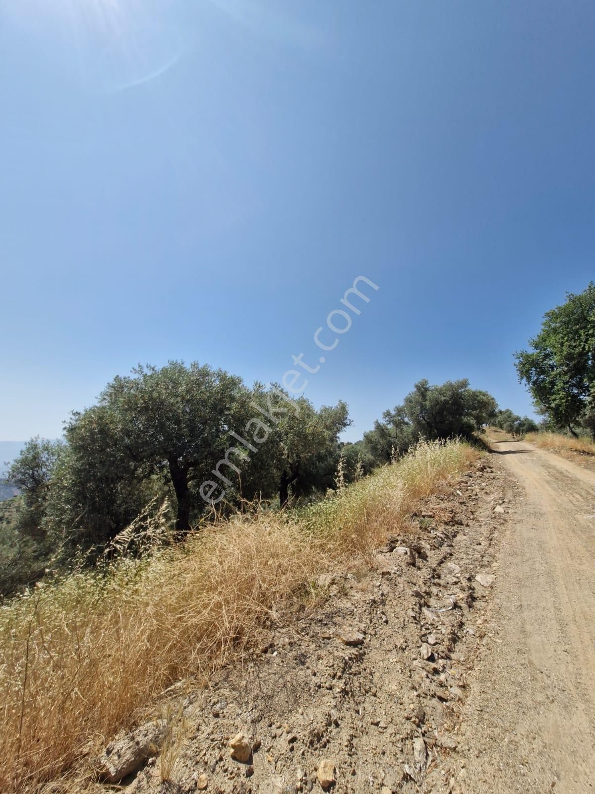 Satılık Zeytinlik Yaylapınar - Görsel 22