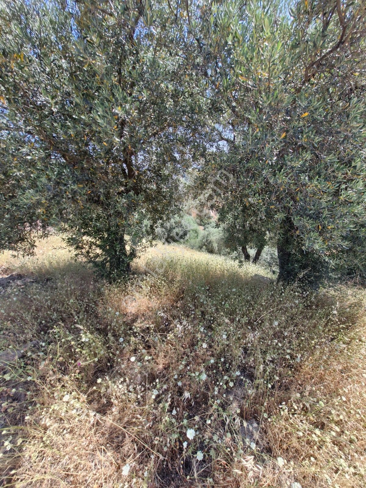 Satılık Zeytinlik Yaylapınar