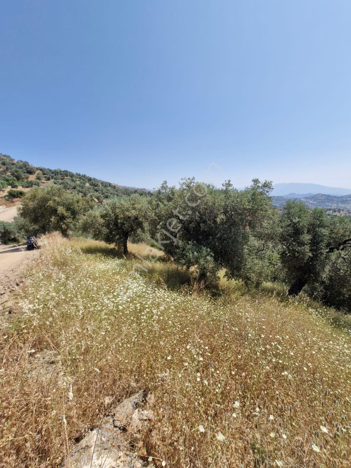 Satılık Zeytinlik Yaylapınar - Görsel 20
