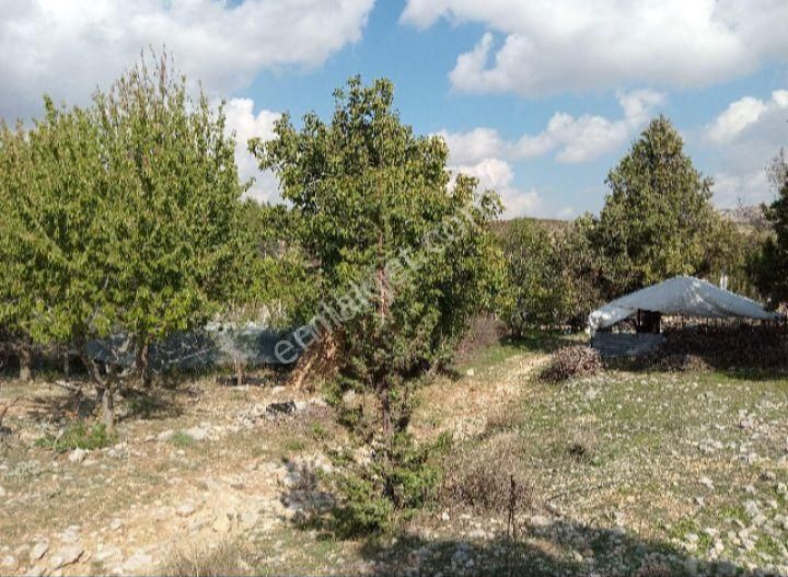 Mersin Erdemli Sorgun Mah.acil Satılık 22290 M.kare Tarla - Görsel 2