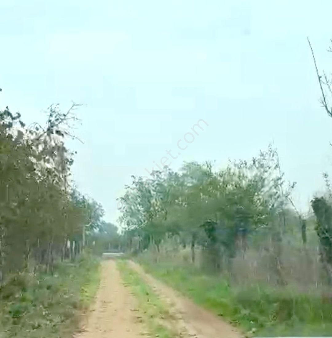 Hendek'de Satılık 5 Dönüm Fındıklık,son Fiyat,son Fırsat... - Görsel 5