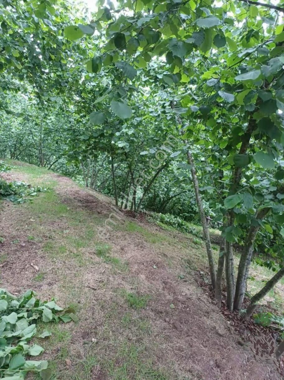 Hendek'de Satılık 5 Dönüm Fındıklık,son Fiyat,son Fırsat...