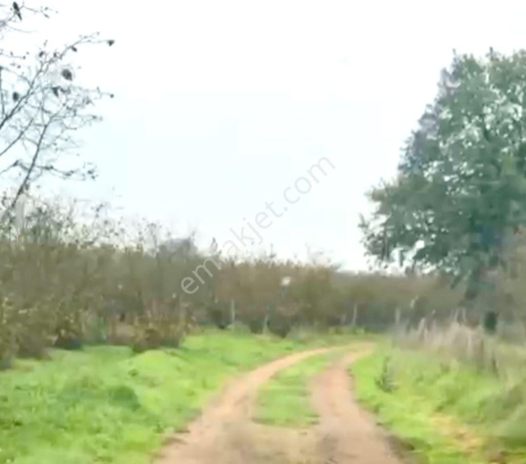 Hendek'de Satılık 5 Dönüm Fındıklık,son Fiyat,son Fırsat... - Görsel 7