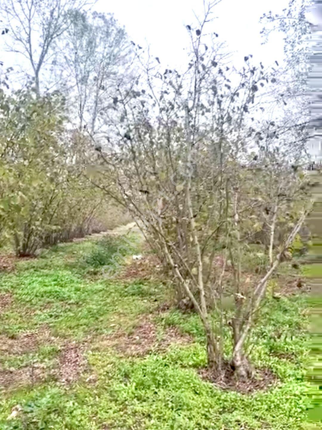 Hendek'de Satılık 5 Dönüm Fındıklık,son Fiyat,son Fırsat... - Görsel 6