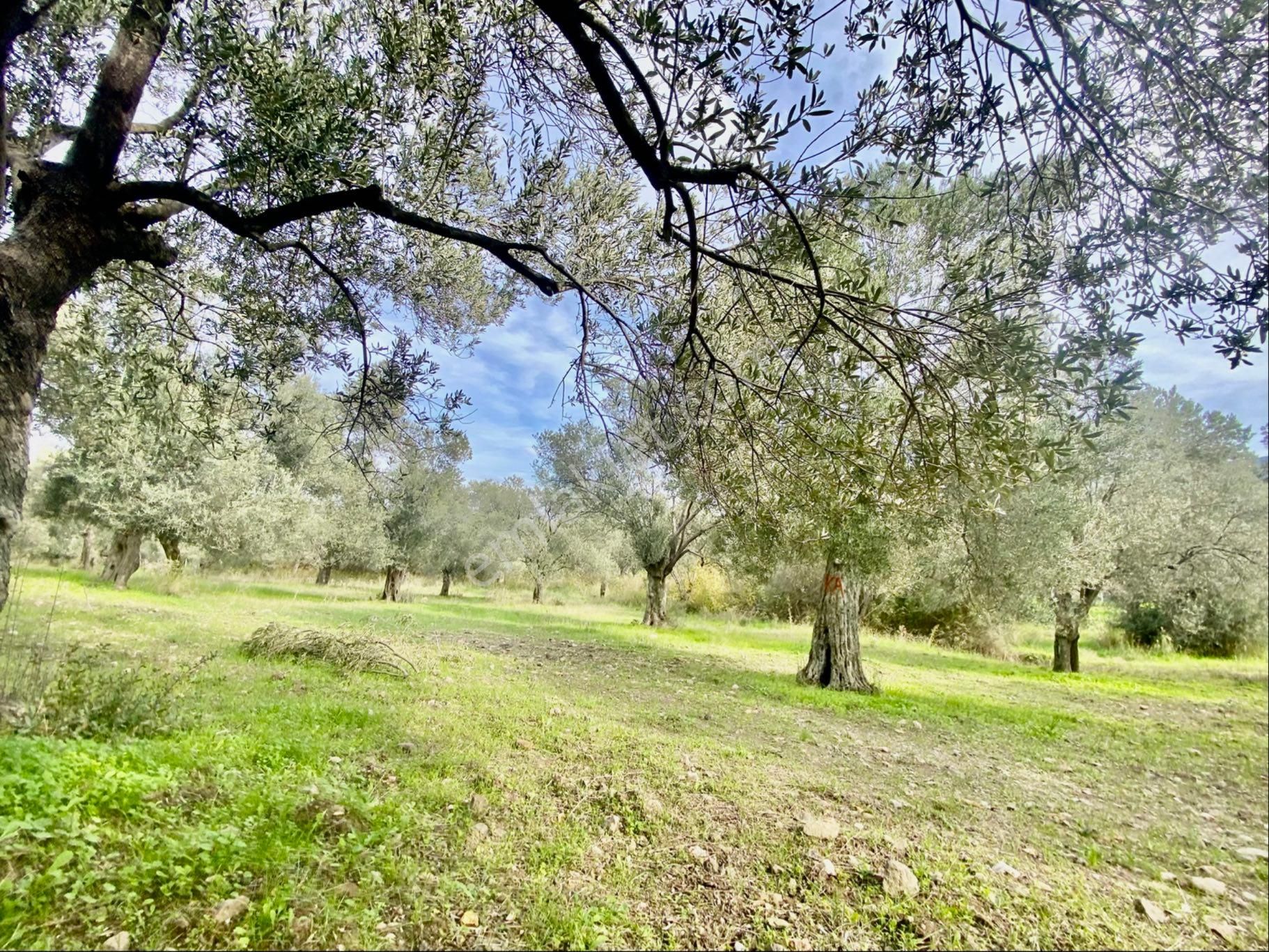 Olcaysu'dan Küçükdere De 1251m2 Anayola 400 M Satılık Zeytinlik! - Görsel 14