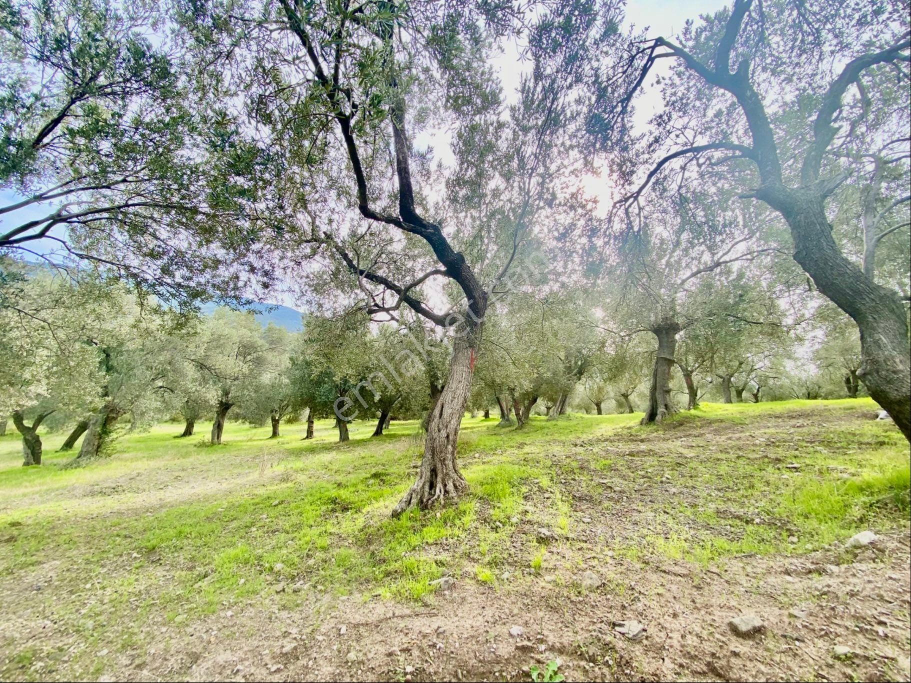 Olcaysu'dan Küçükdere De 1251m2 Anayola 400 M Satılık Zeytinlik! - Görsel 3