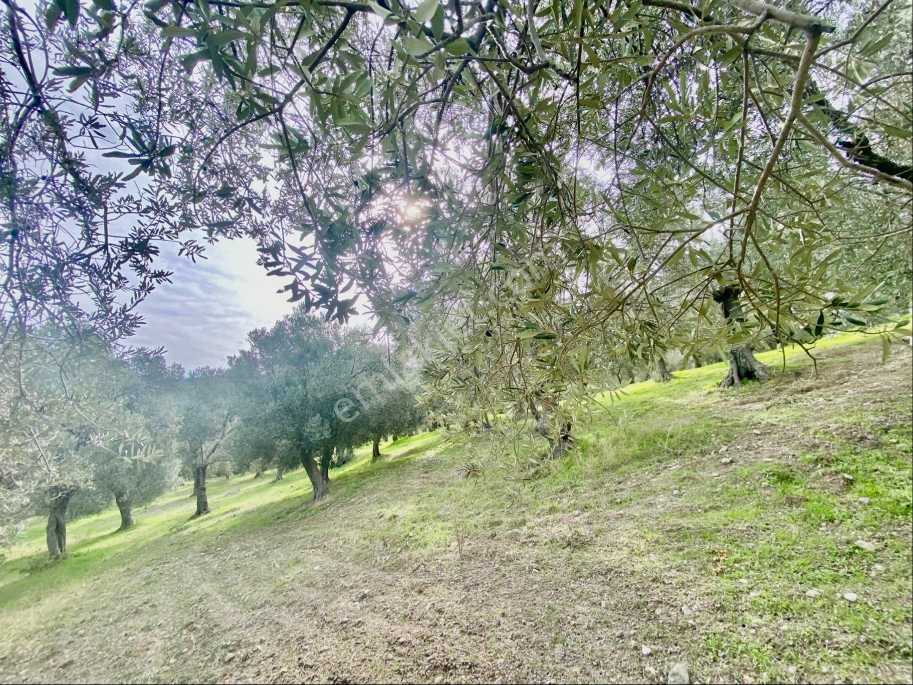 Olcaysu'dan Küçükdere De 1251m2 Anayola 400 M Satılık Zeytinlik! - Görsel 22