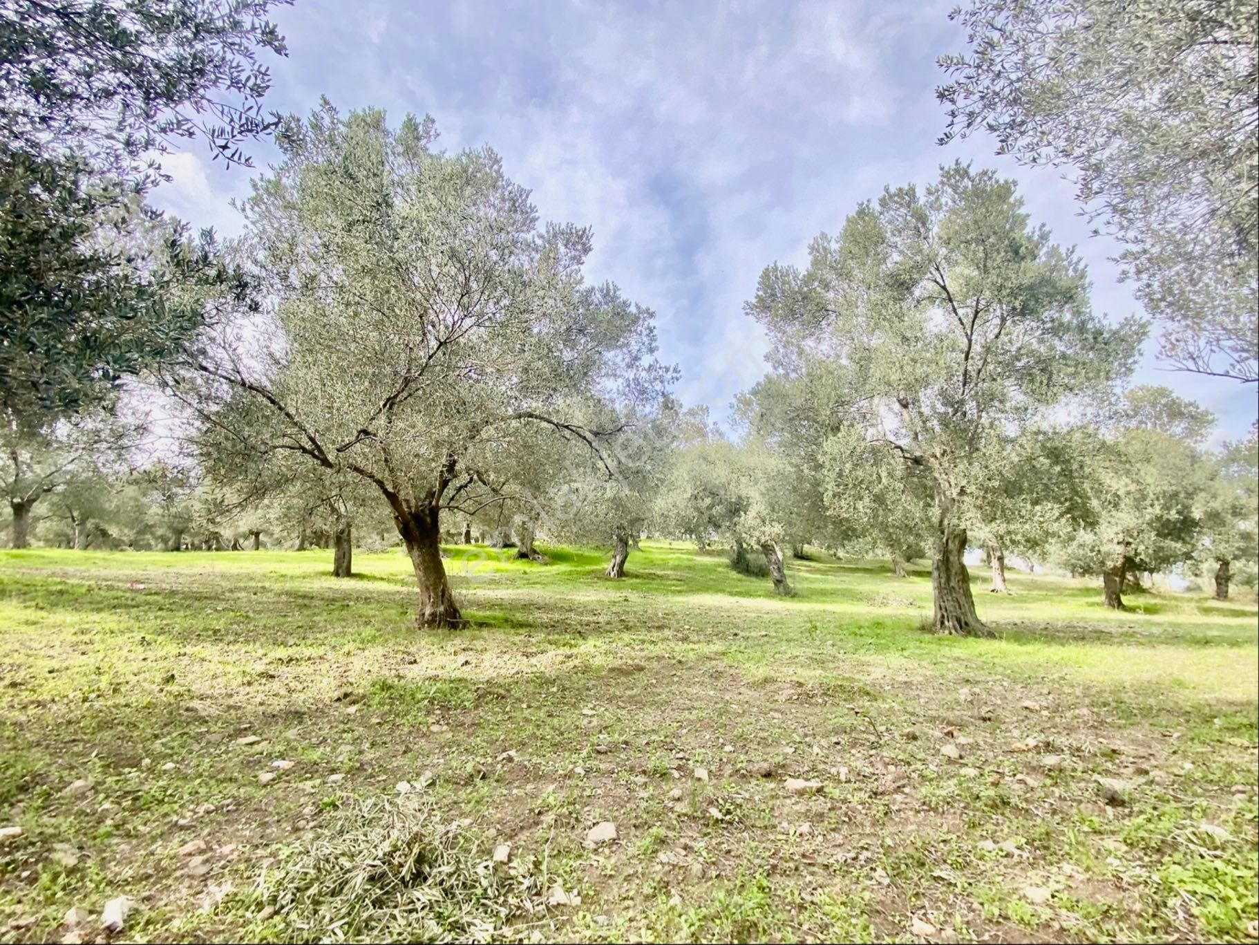 Olcaysu'dan Küçükdere De 1251m2 Anayola 400 M Satılık Zeytinlik! - Görsel 4