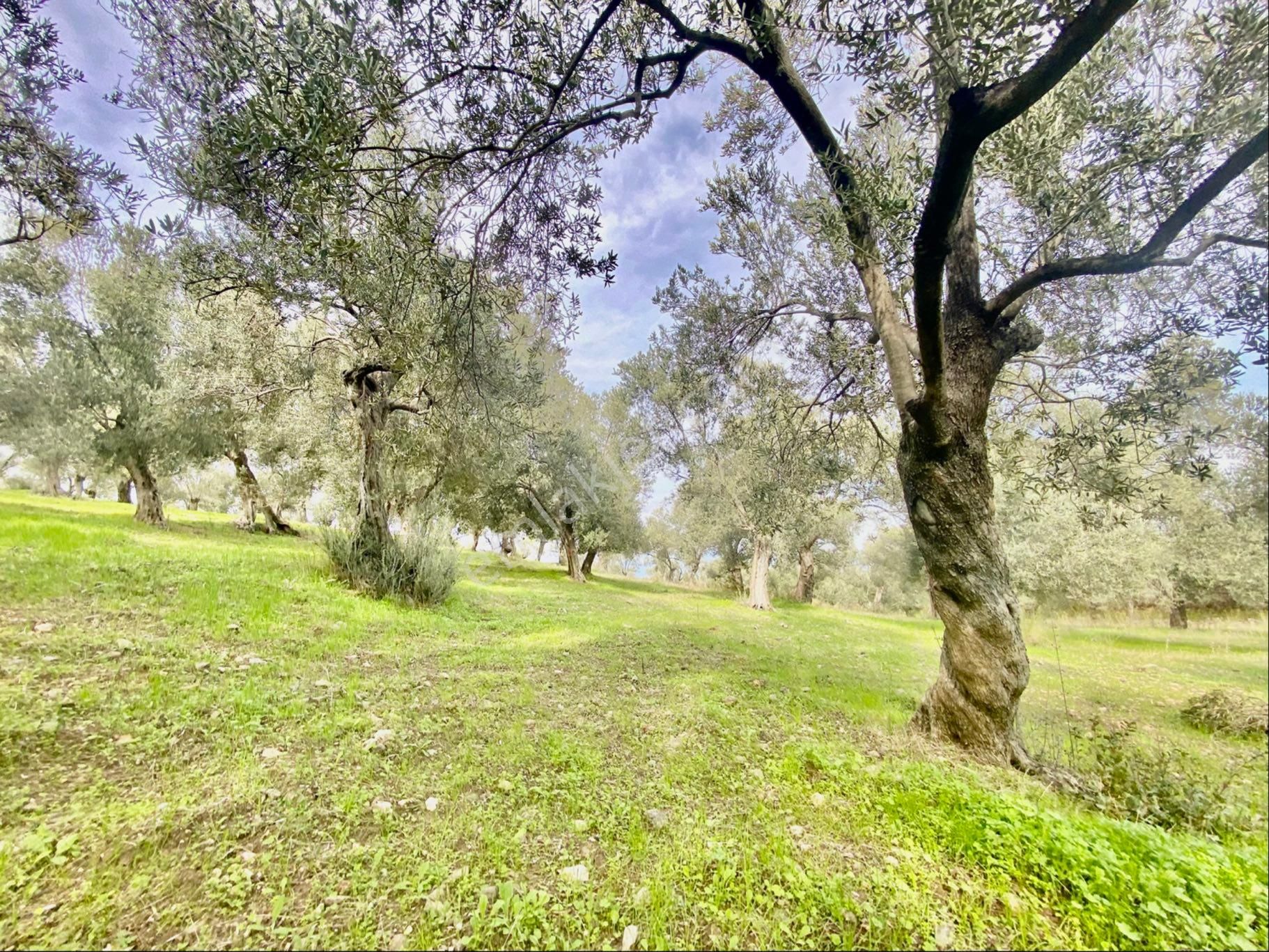 Olcaysu'dan Küçükdere De 1251m2 Anayola 400 M Satılık Zeytinlik! - Görsel 10