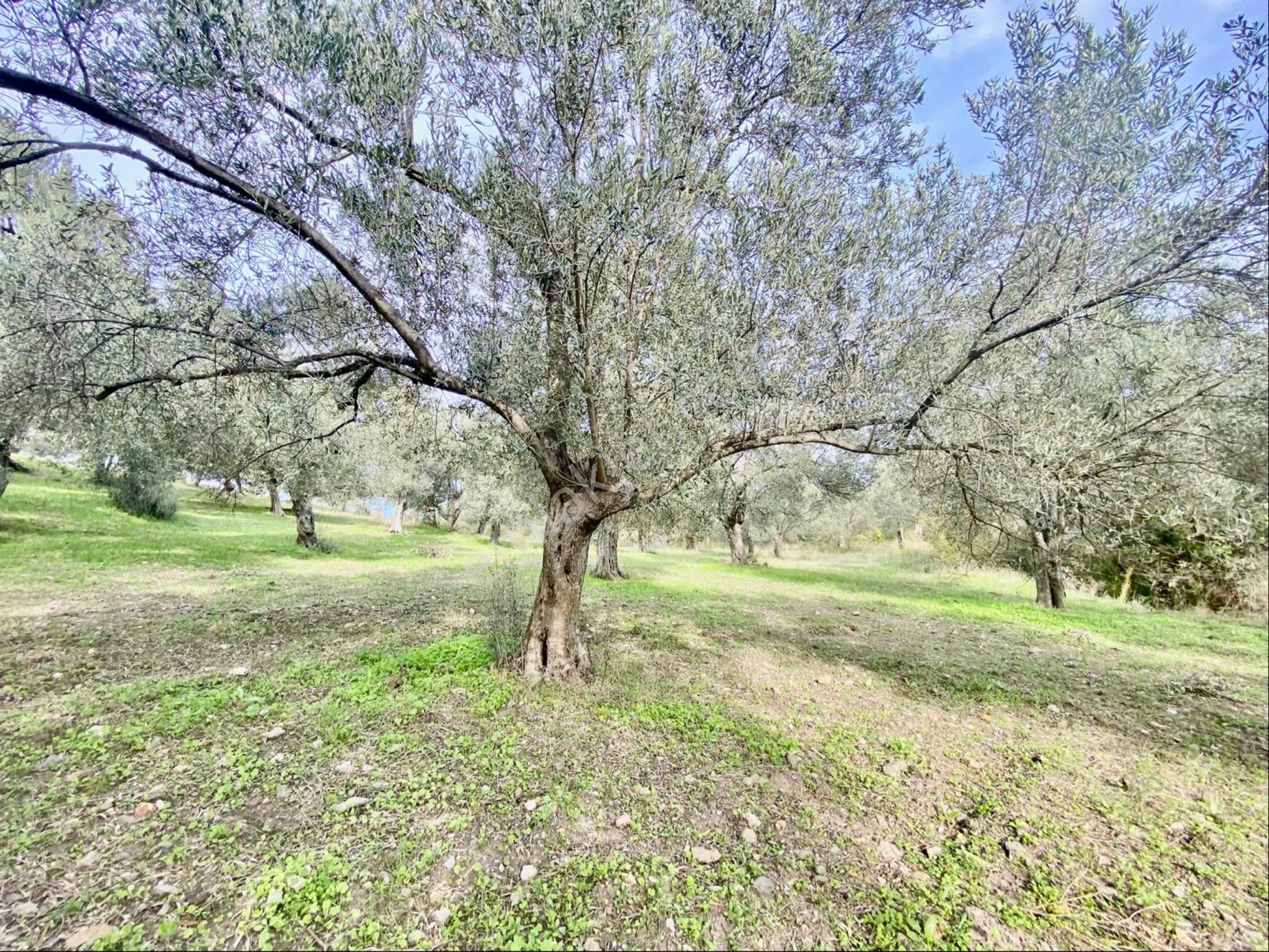 Olcaysu'dan Küçükdere De 1251m2 Anayola 400 M Satılık Zeytinlik! - Görsel 11