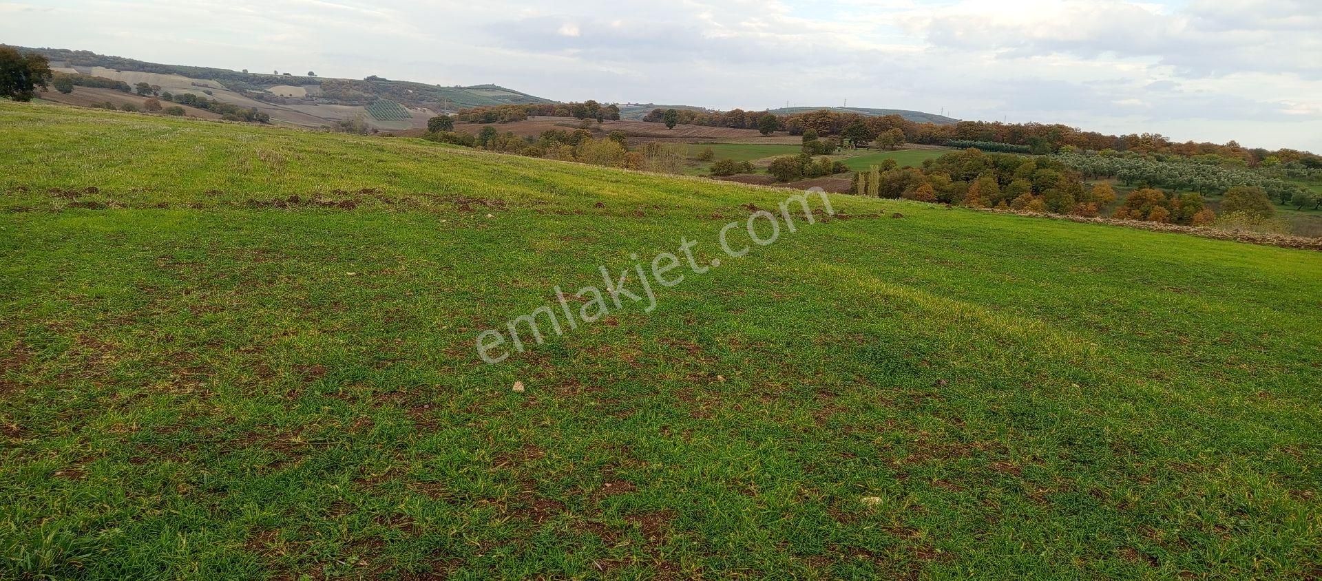 Çatalağıl Mahallesi Satılık 6.100 Mt2 Tek Tapu Müstakil Tarla - Görsel 10