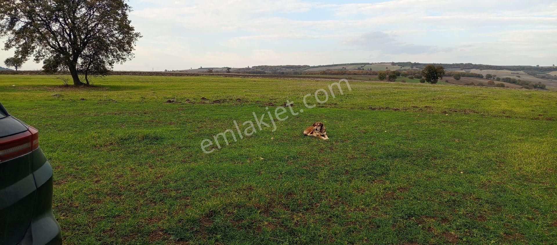 Çatalağıl Mahallesi Satılık 6.100 Mt2 Tek Tapu Müstakil Tarla - Görsel 8