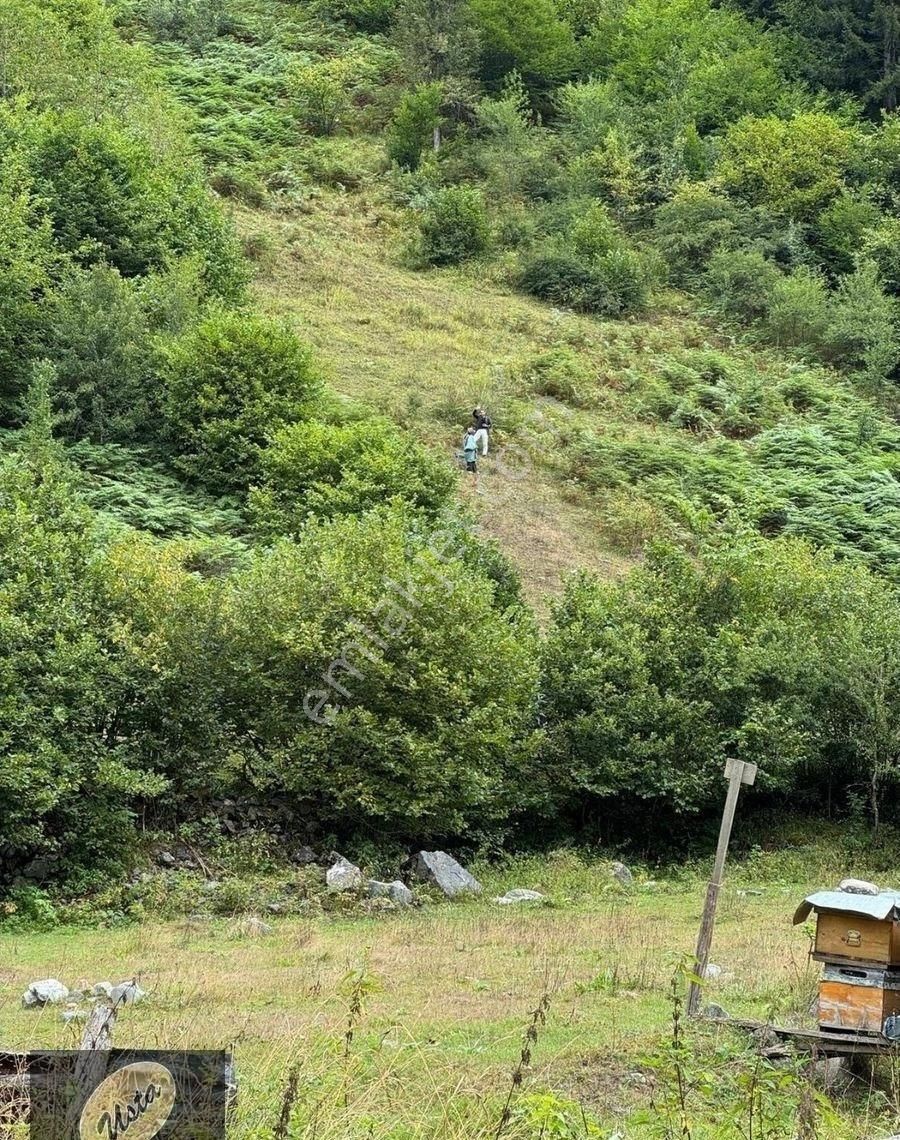 Çat Köyünde Tek Tapu Fırtına Deresi Yakını Yola Sıfır Arsa... - Görsel 3