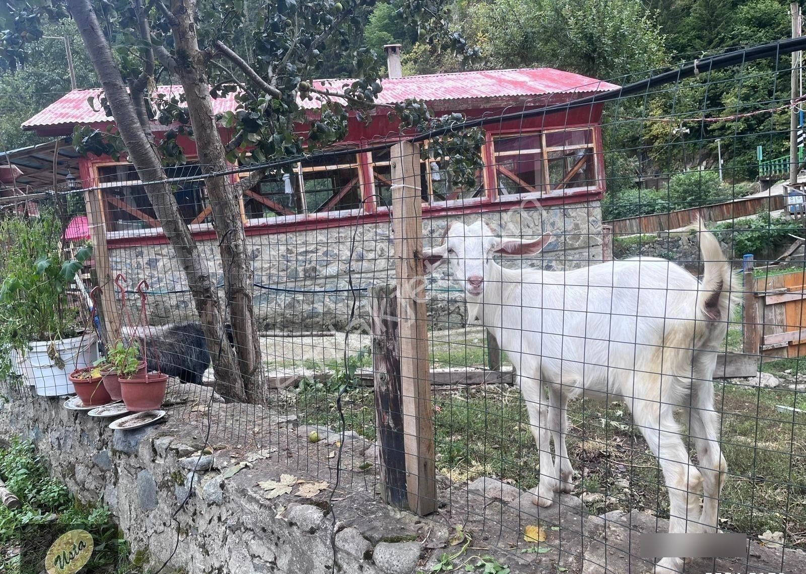 Çat Köyünde Tek Tapu Fırtına Deresi Yakını Yola Sıfır Arsa... - Görsel 8