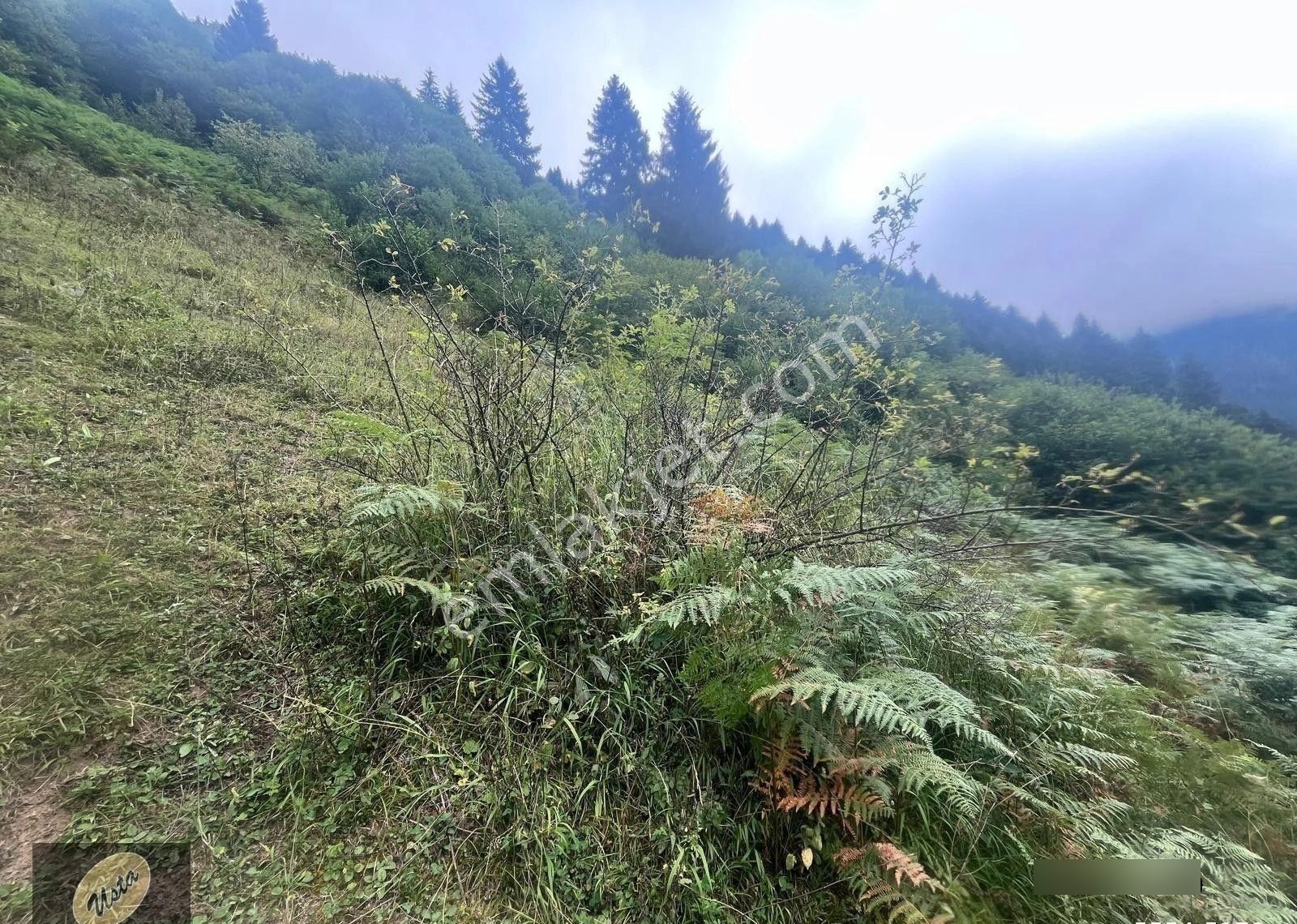 Çat Köyünde Tek Tapu Fırtına Deresi Yakını Yola Sıfır Arsa... - Görsel 13