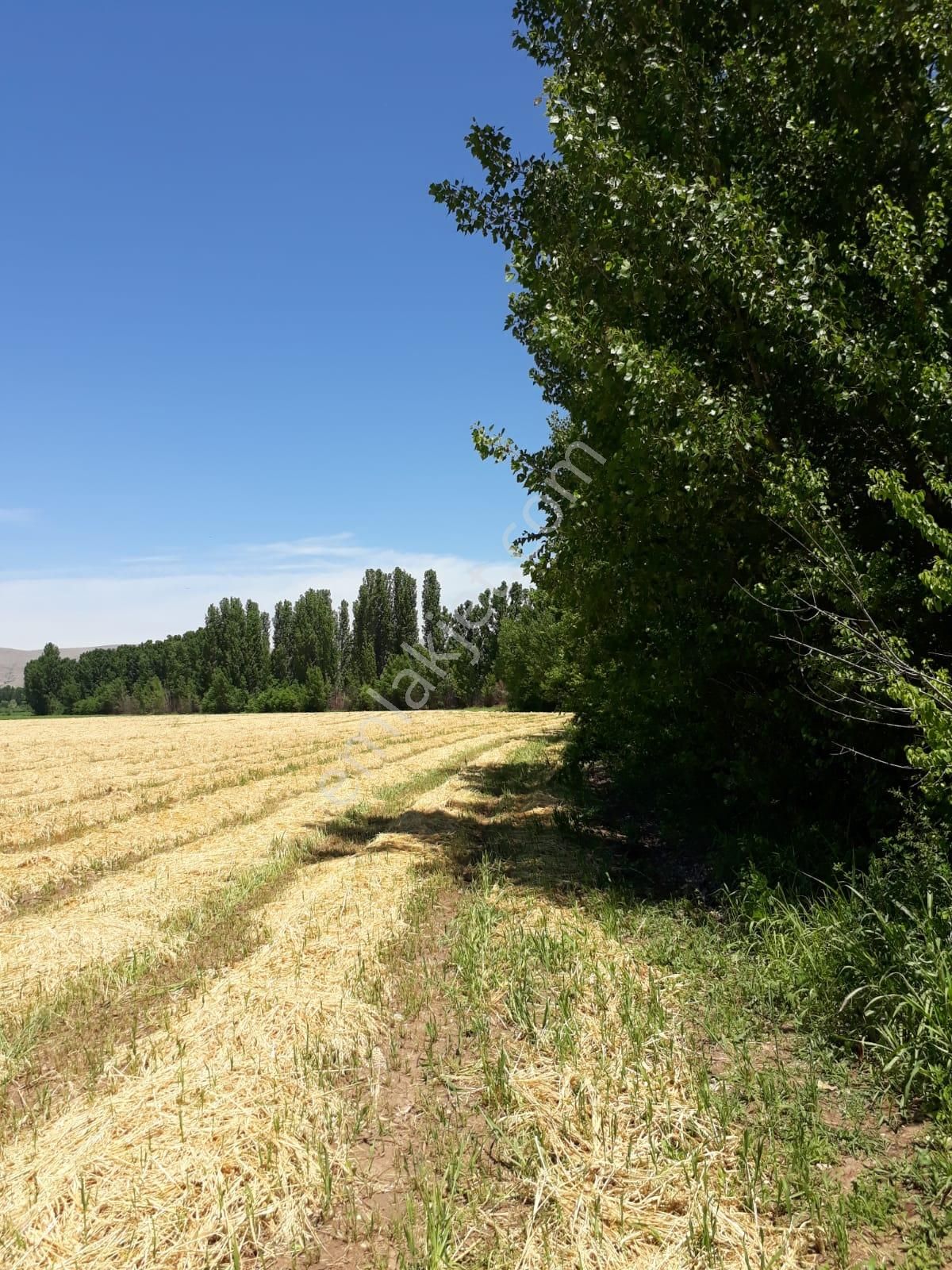 Tokat Bahçebaşın'da 56 Dönüm Çok Verimli Topraklı Anayol Kenarı - Görsel 5