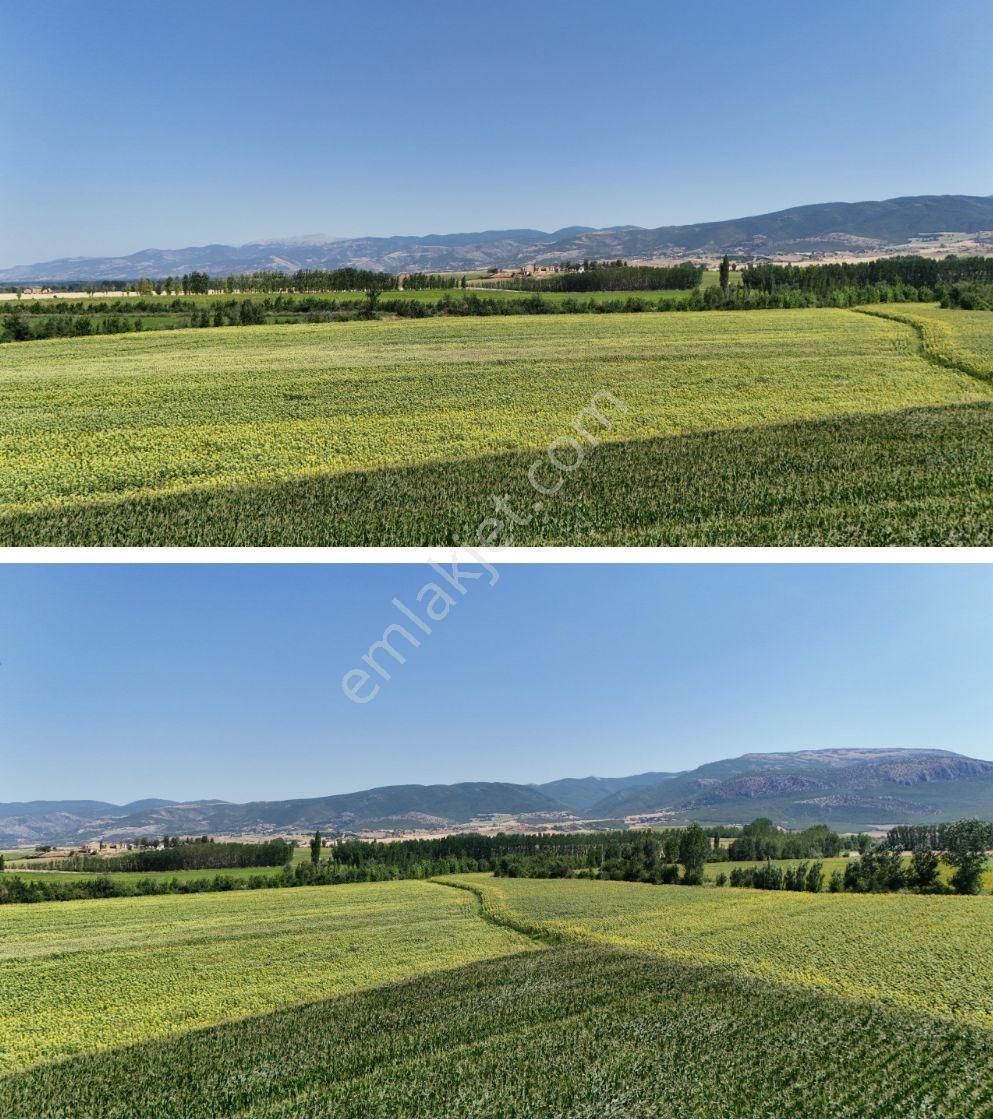 Tokat Bahçebaşın'da 56 Dönüm Çok Verimli Topraklı Anayol Kenarı - Görsel 2