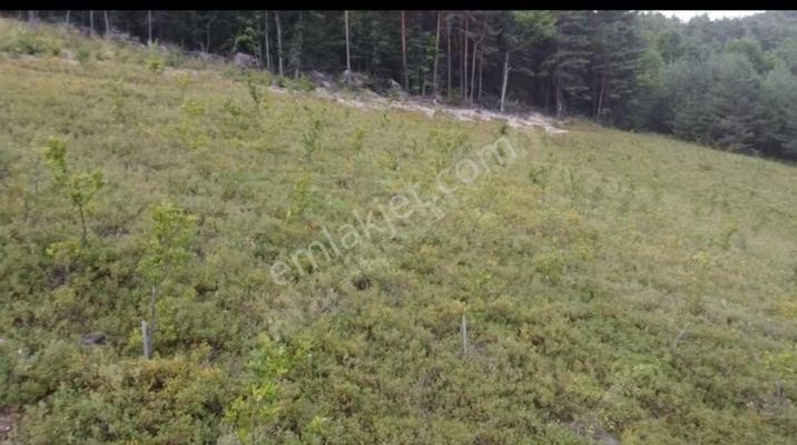 Yatırımlık Tarla - Görsel 5