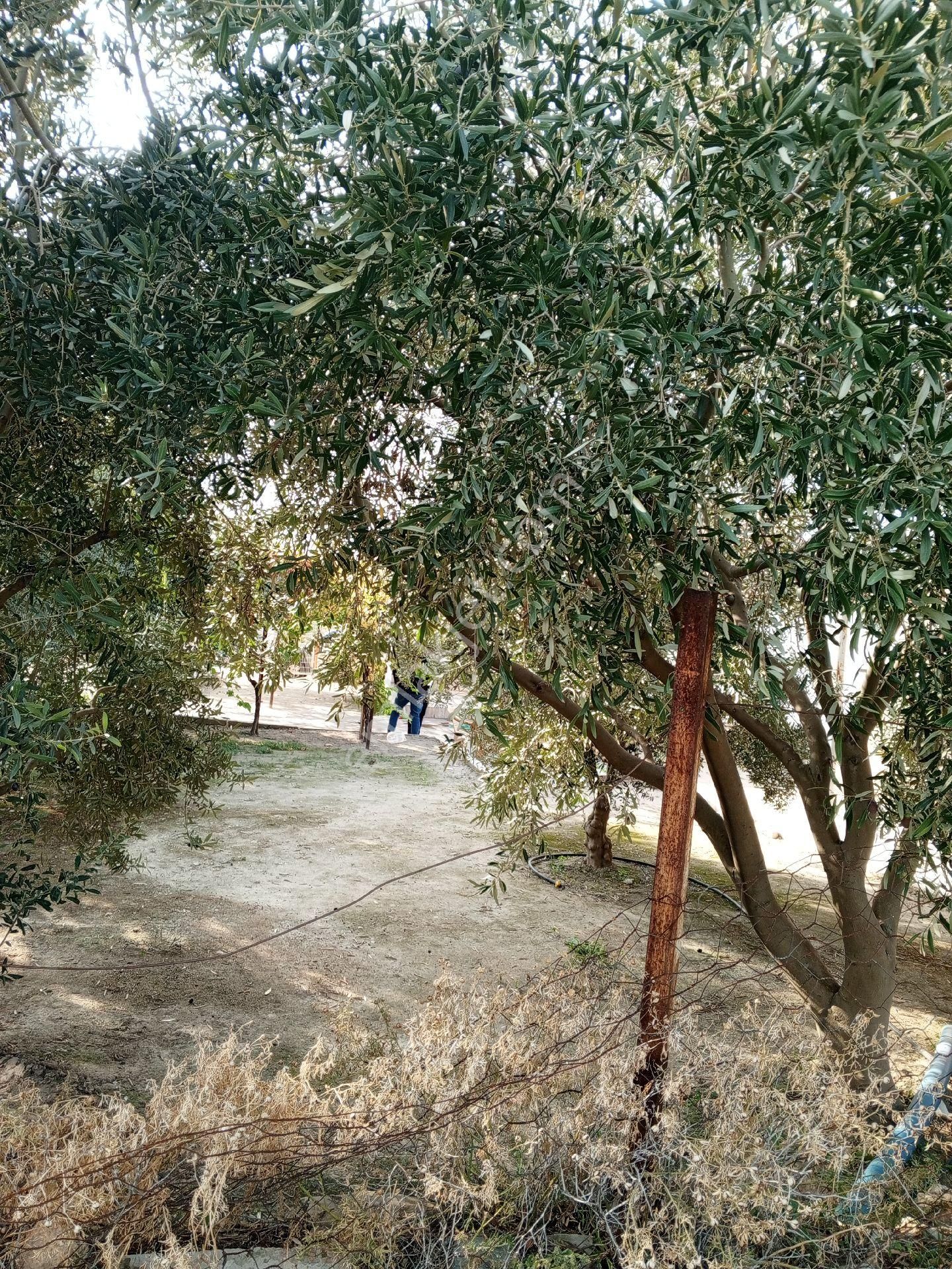 Manisa Salhli Satılık Hobi Bahçesi - Görsel 6