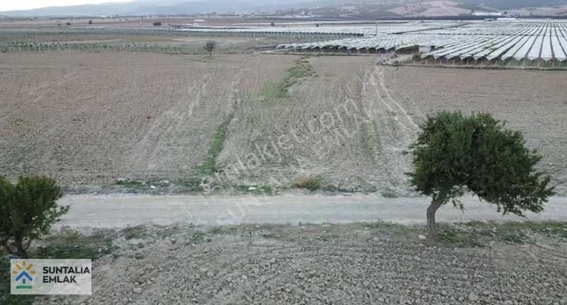 Resmi Yolu Ve Şebeke Su Hattı Mevcut 3051 M2 Tek Tapu Tarla - Görsel 4