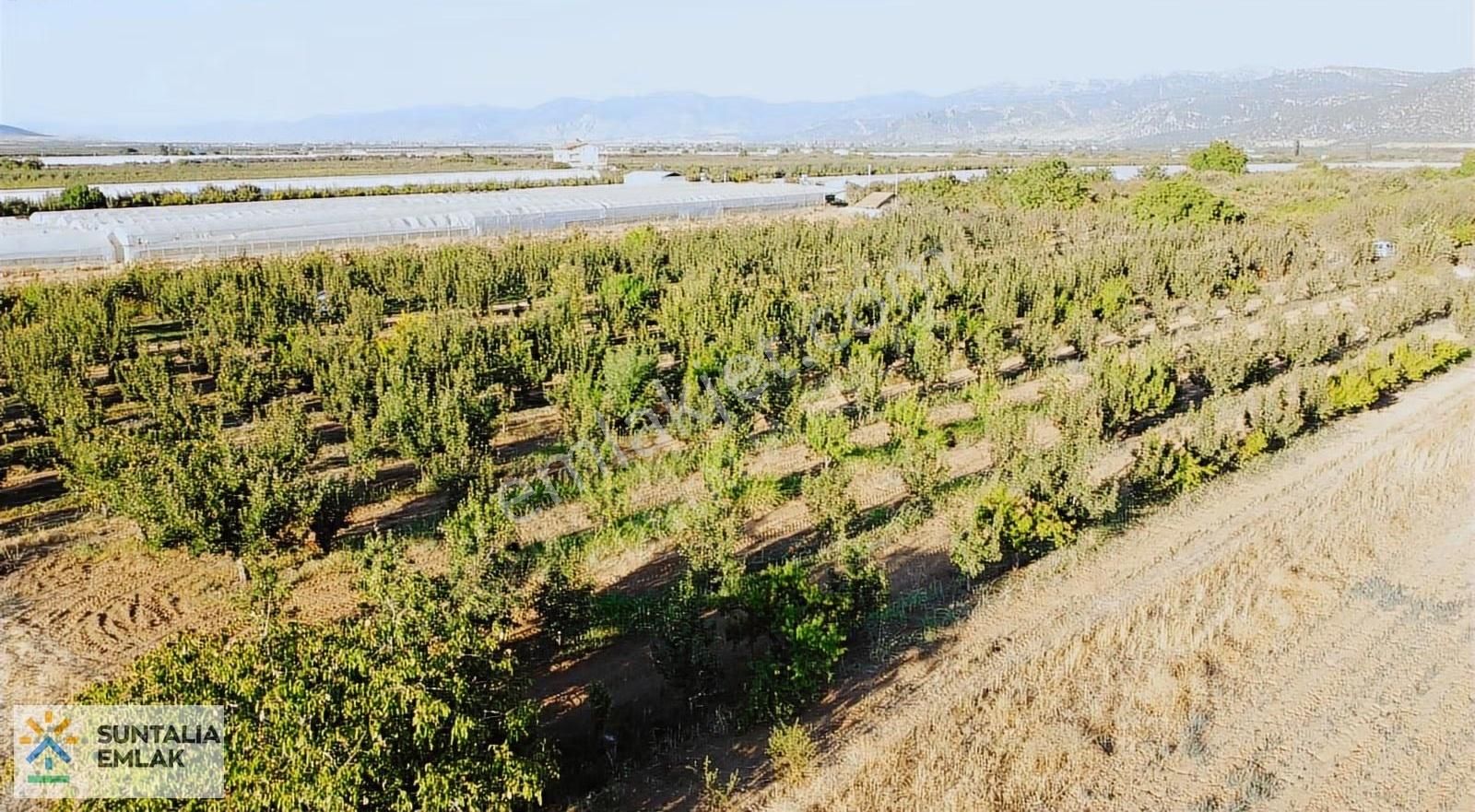 Bayatın En Tutulan Yerinde 13405 M2 Tek Tapu Tarla + Bahçe - Görsel 9