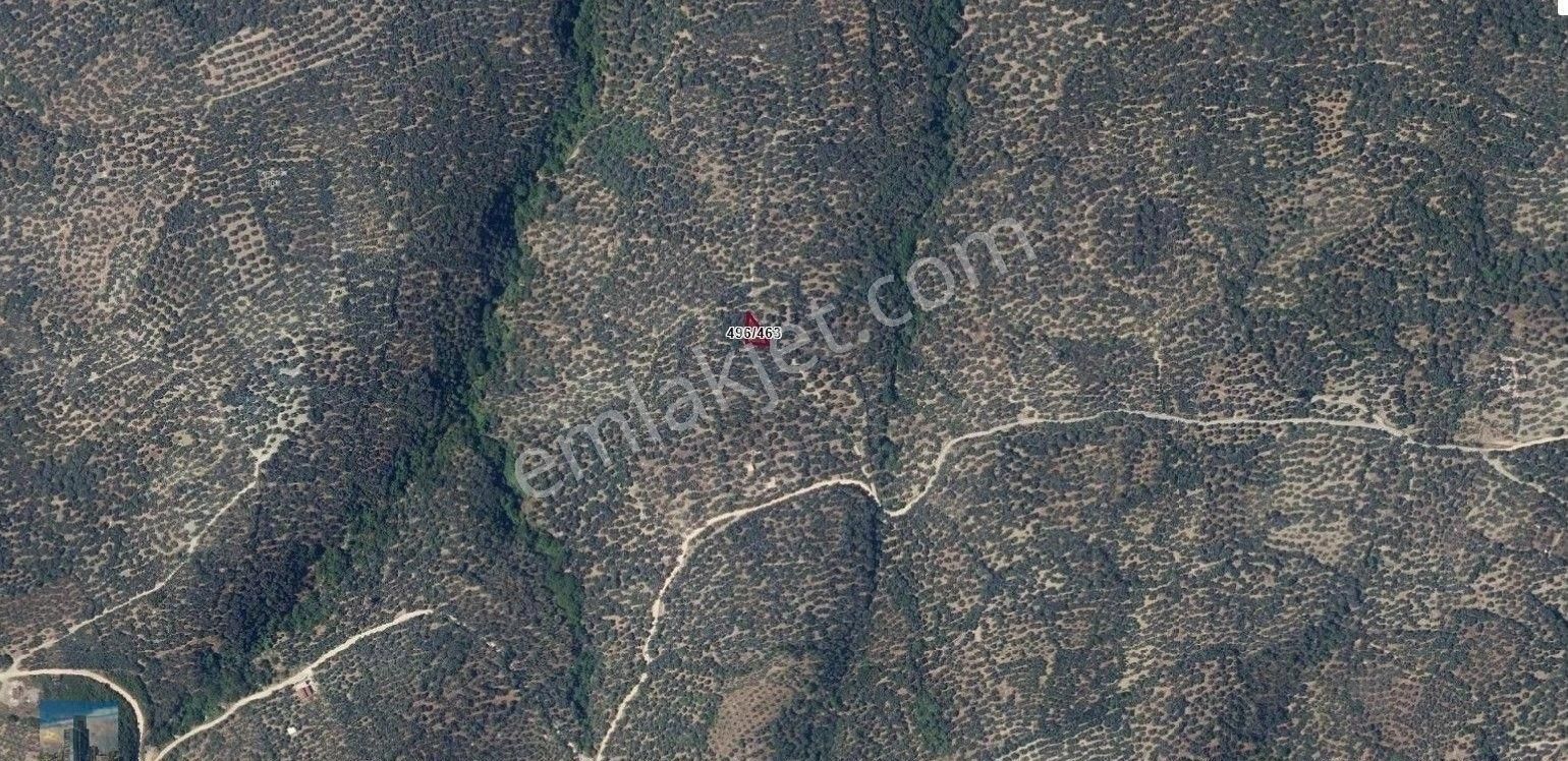 S1069 Ayhan Gezer Emlak'ta Edincik Mh 271m2 Satılık Zeytinlik - Görsel 5