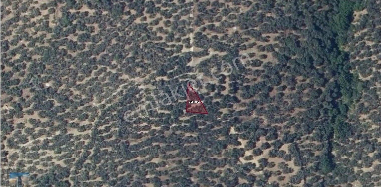 S1069 Ayhan Gezer Emlak'ta Edincik Mh 271m2 Satılık Zeytinlik