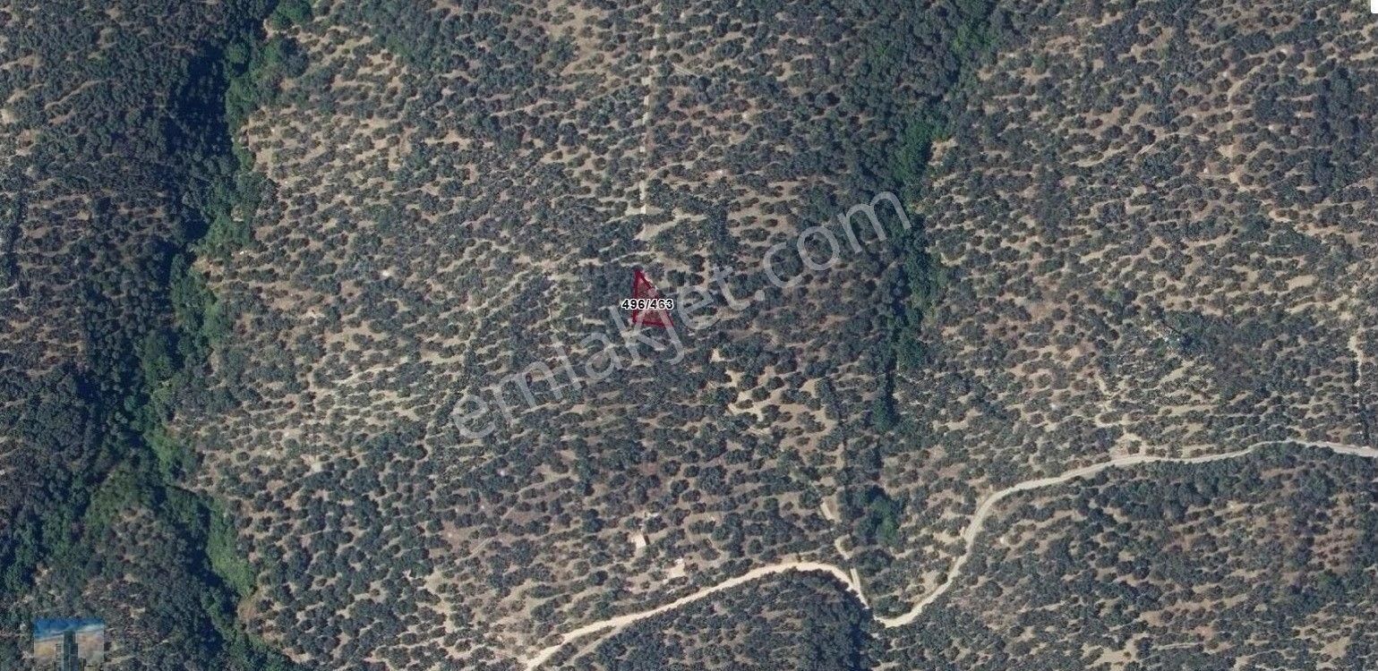 S1069 Ayhan Gezer Emlak'ta Edincik Mh 271m2 Satılık Zeytinlik - Görsel 3