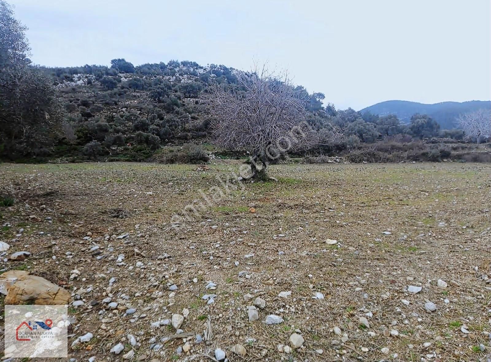 Muğla Milas Sekköy Satılık Tarla
