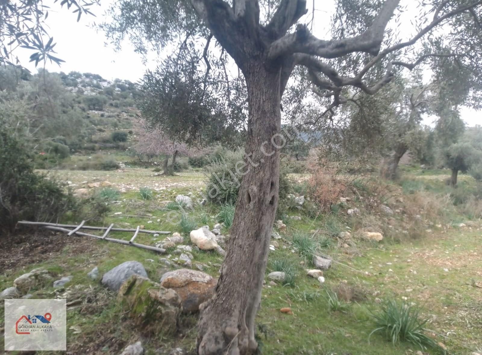 Muğla Milas Sekköy Satılık Tarla - Görsel 4