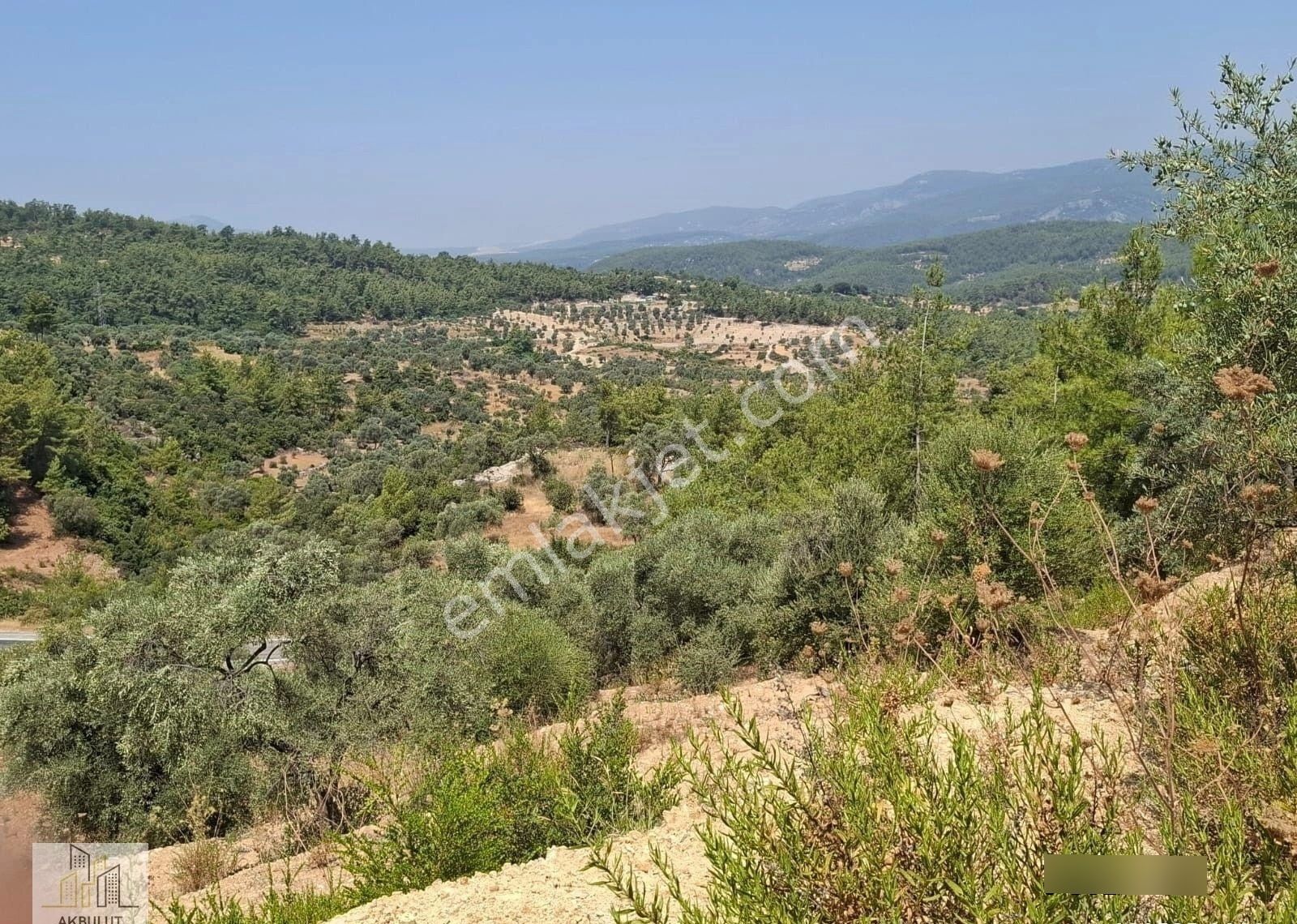 Ören Alatepe'de 5.795 M² Zeytinli Tarla - Görsel 11