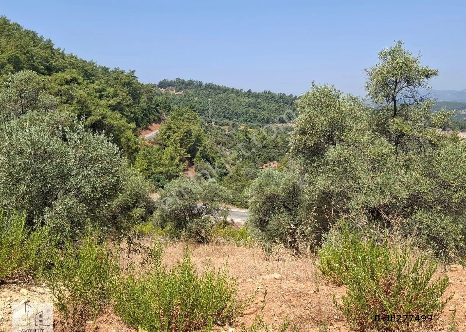 Ören Alatepe'de 5.795 M² Zeytinli Tarla - Görsel 24