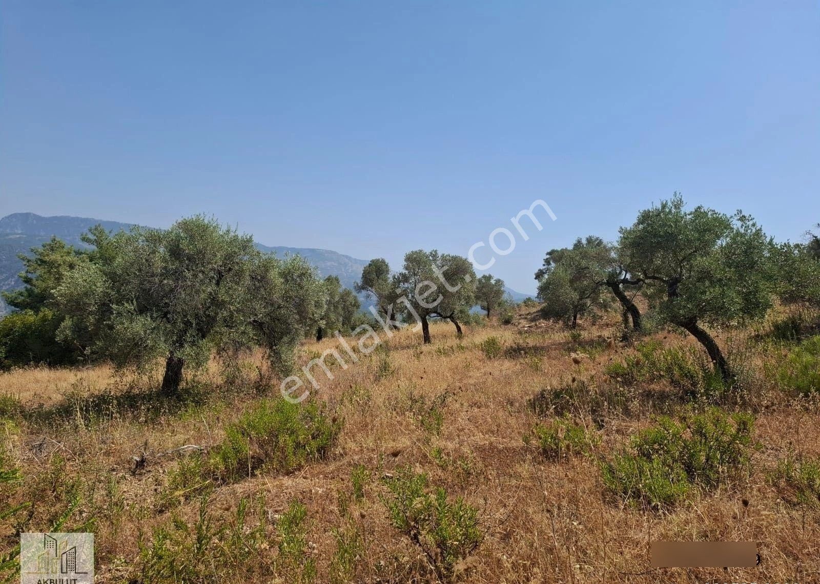 Ören Alatepe'de 5.795 M² Zeytinli Tarla - Görsel 23