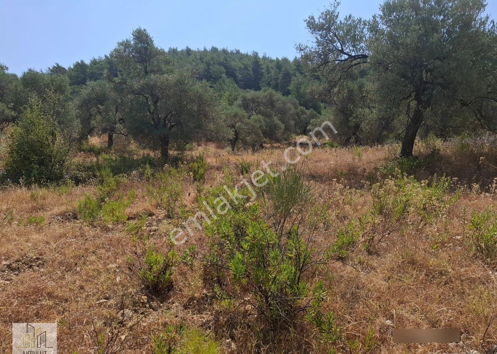 Ören Alatepe'de 5.795 M² Zeytinli Tarla - Görsel 5