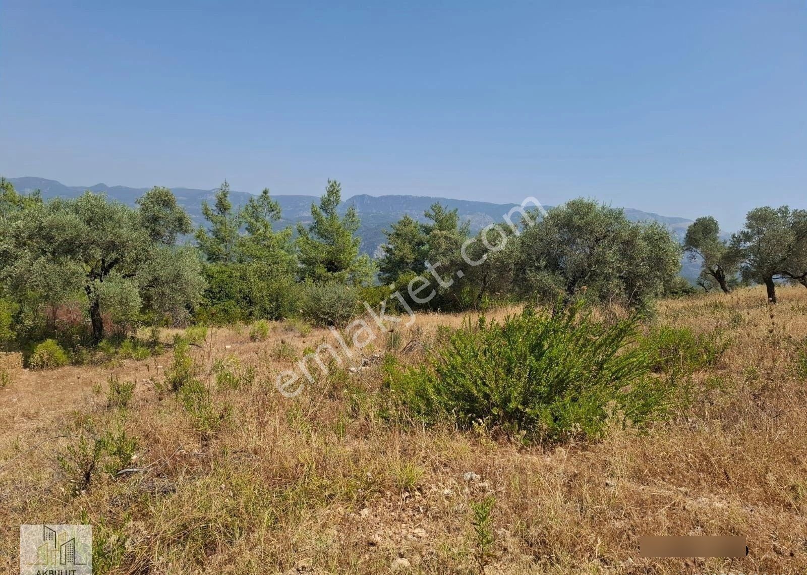 Ören Alatepe'de 5.795 M² Zeytinli Tarla - Görsel 14