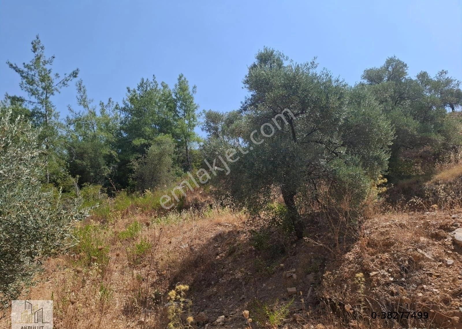 Ören Alatepe'de 5.795 M² Zeytinli Tarla - Görsel 9