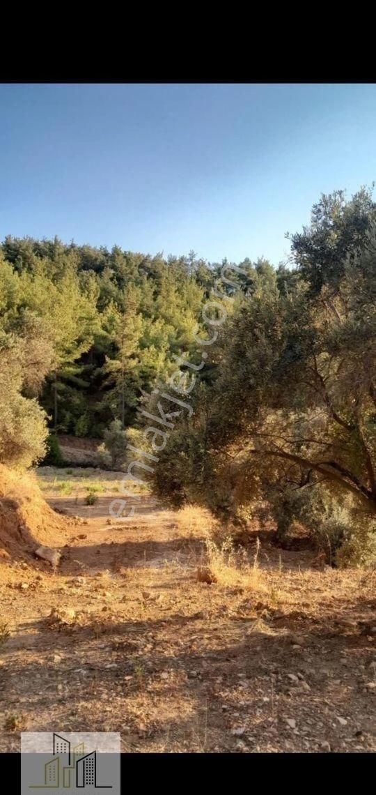 Ören Alatepe'de 5.795 M² Zeytinli Tarla - Görsel 3