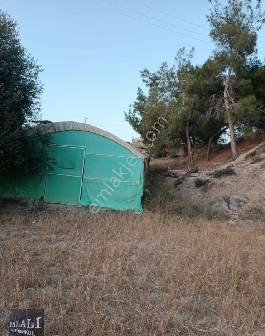 Tarsus'ta Palalalıdan Tarla - Görsel 4