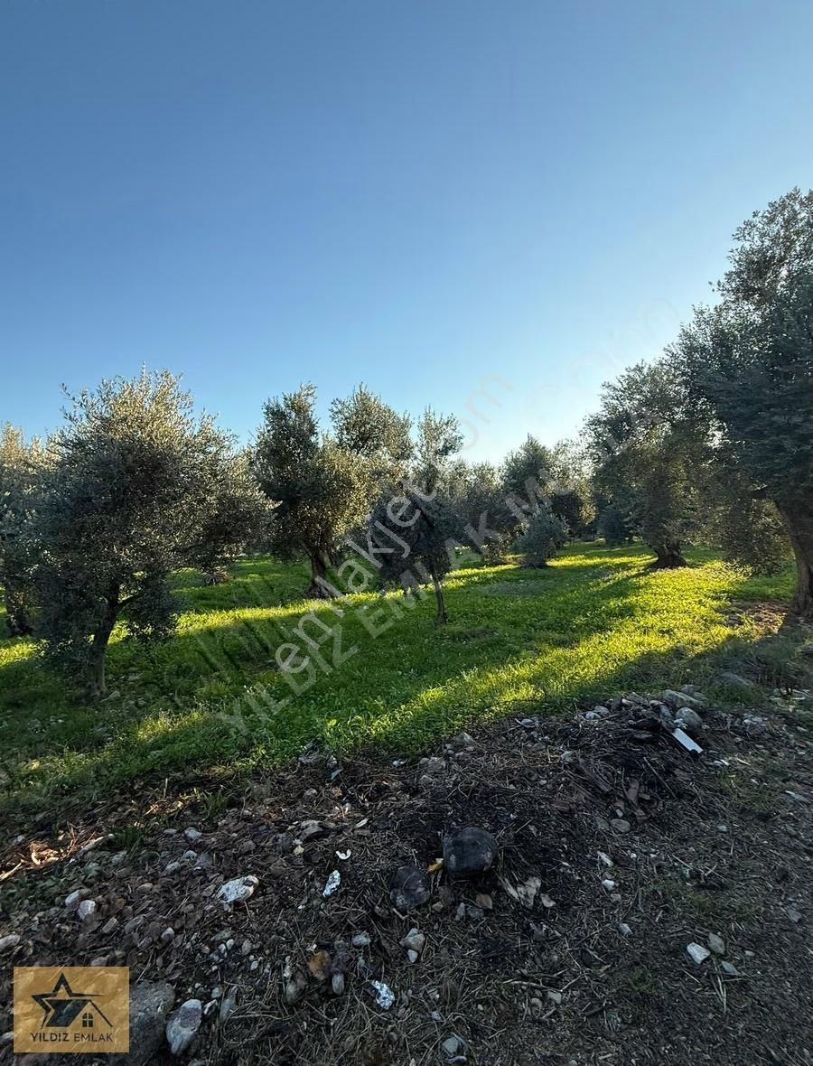 Rızai Taksim Yapılmış 1911 M² Fırsat Acill Satılık Arsa - Görsel 3